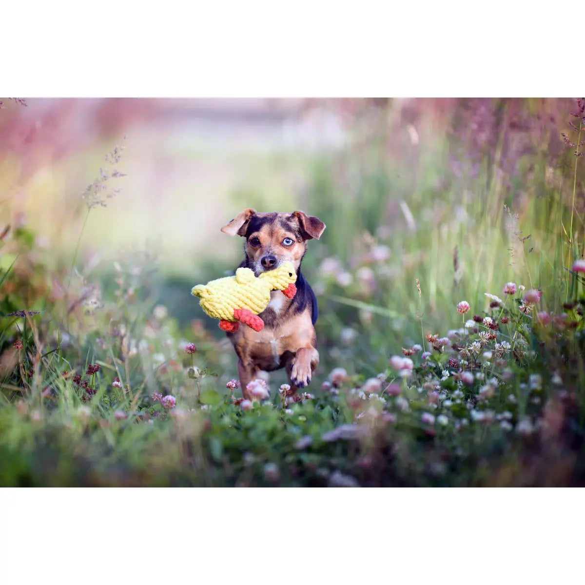 LABONI Farm - Spielzeug-Set für Hunde LABONI
