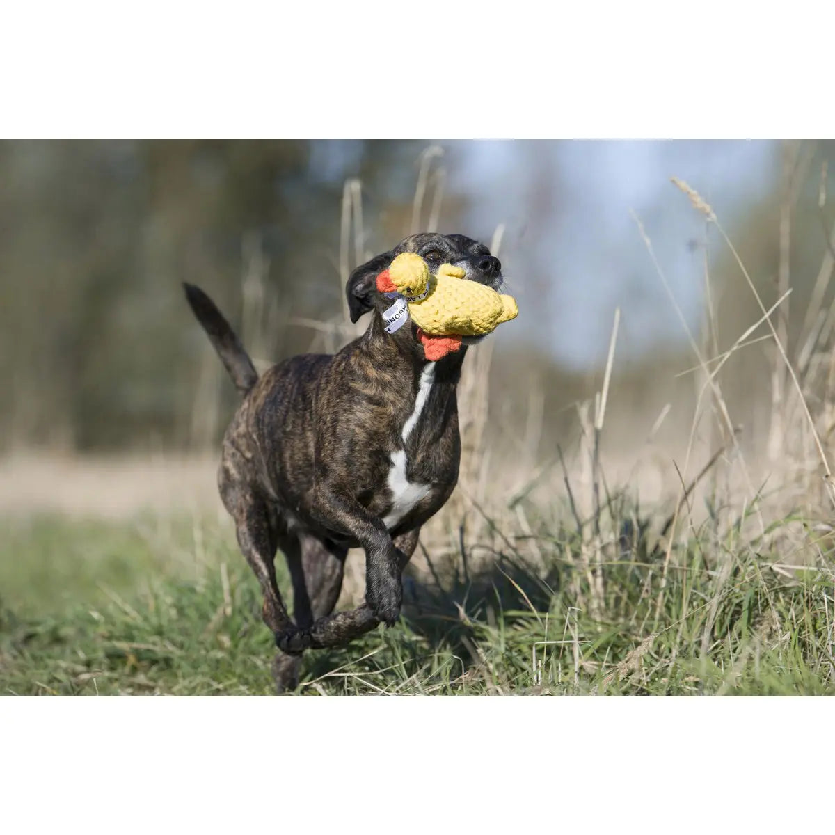 LABONI Farm - Spielzeug-Set für Hunde LABONI
