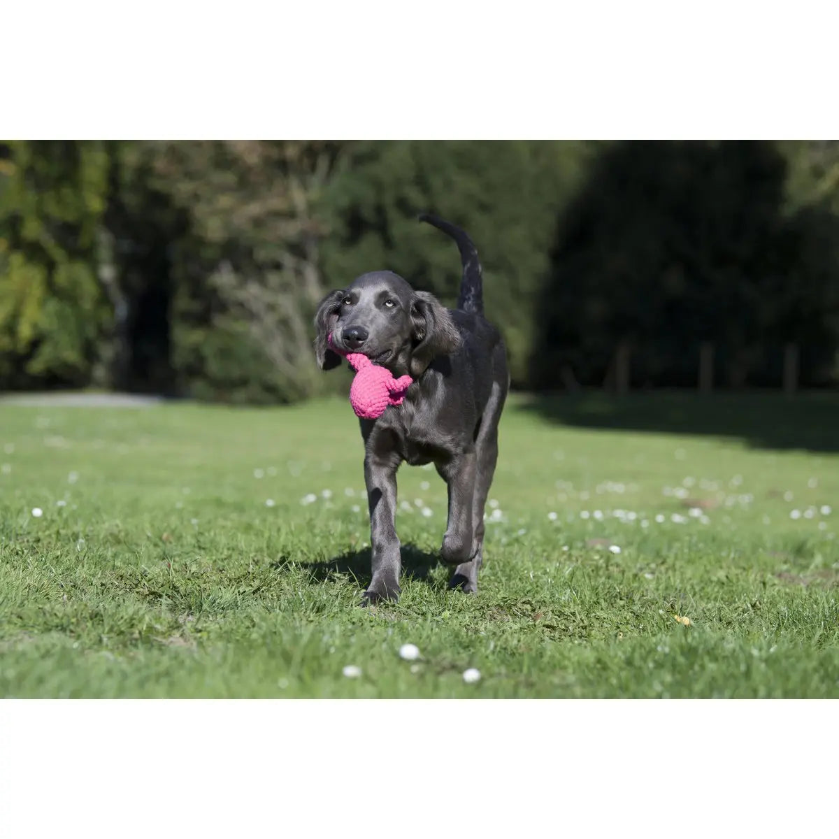 Summer Safari - Spielzeug-Set für Hunde LABONI
