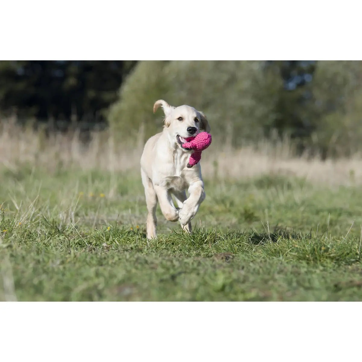 Summer Safari - Spielzeug-Set für Hunde LABONI