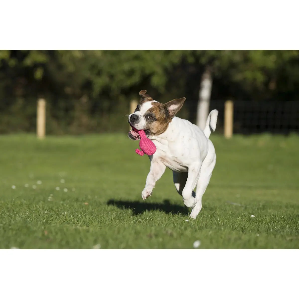 Summer Safari - Spielzeug-Set für Hunde LABONI