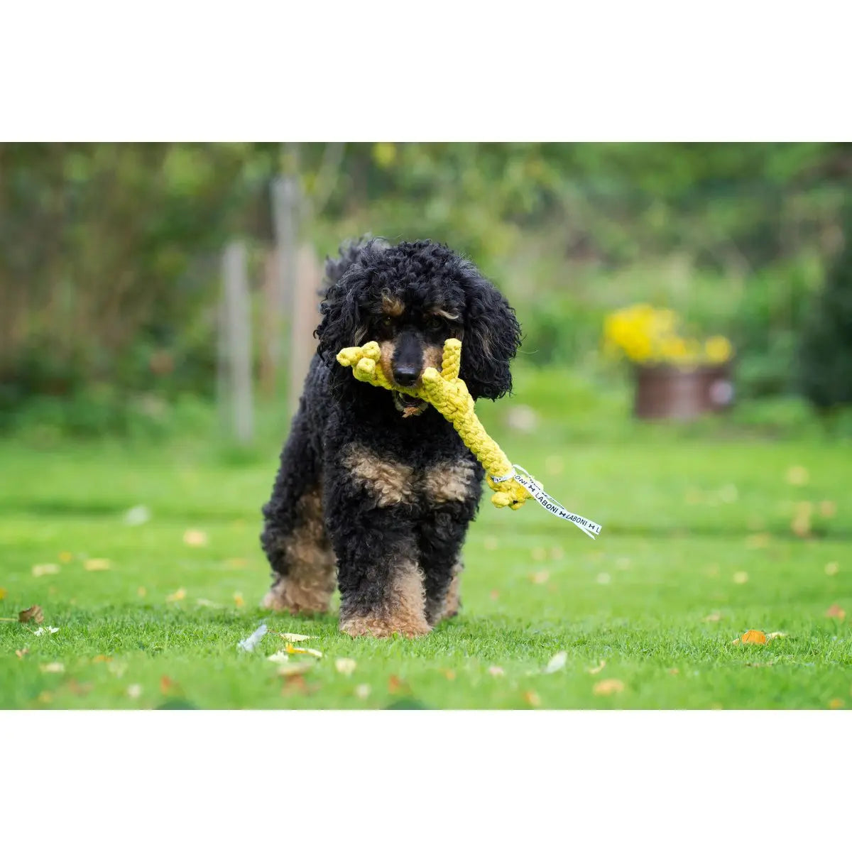 Summer Safari - Spielzeug-Set für Hunde LABONI