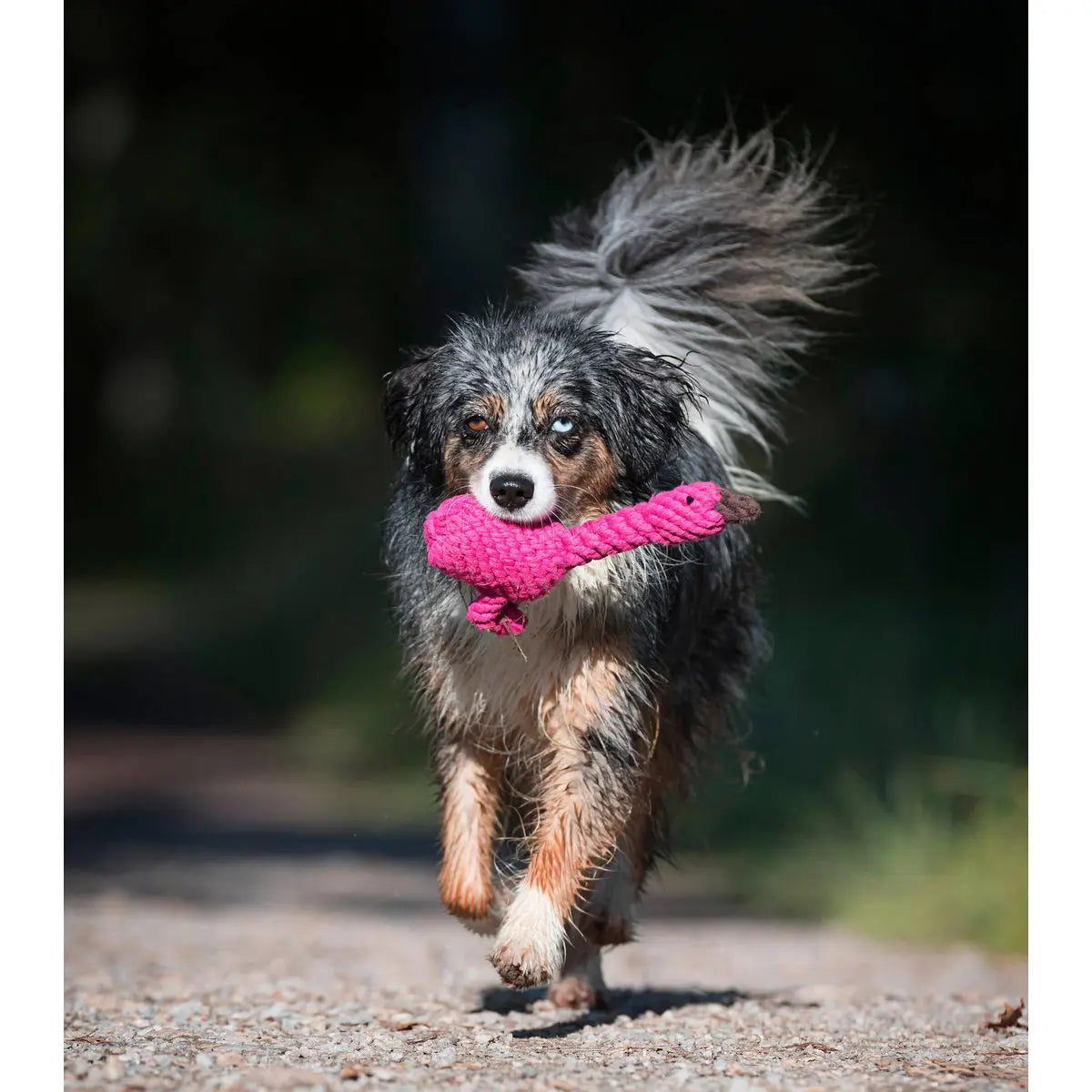 Summer Safari - Spielzeug-Set für Hunde LABONI