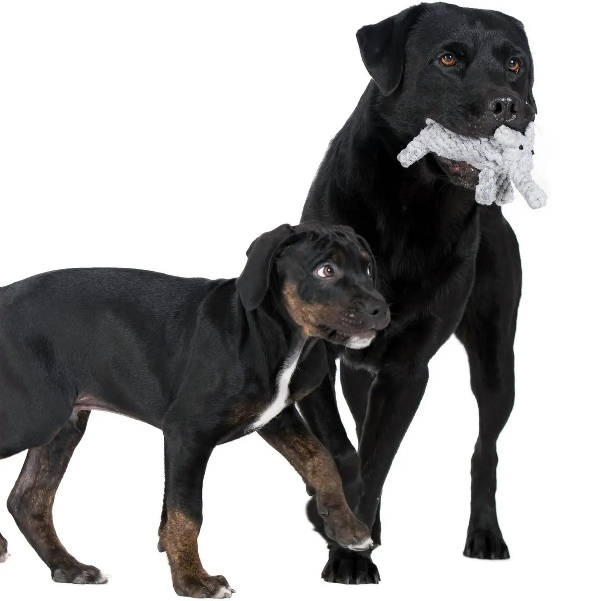 Summer Safari - Spielzeug-Set für Hunde LABONI