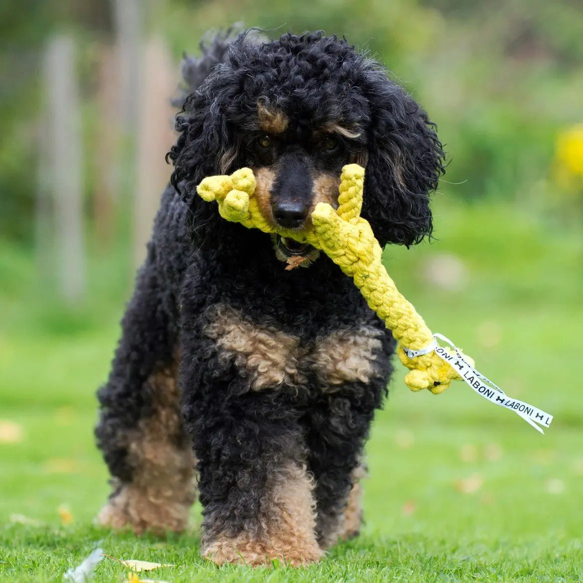 Summer Safari - Spielzeug-Set für Hunde LABONI