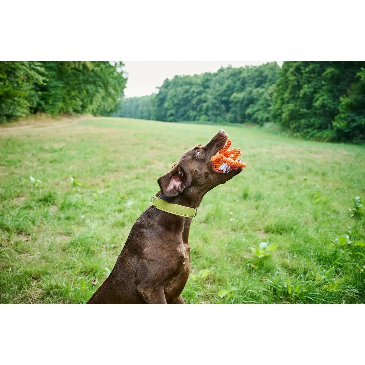 Thaddäus Tintenfisch - Kult-Spielzeug für Hunde LABONI
