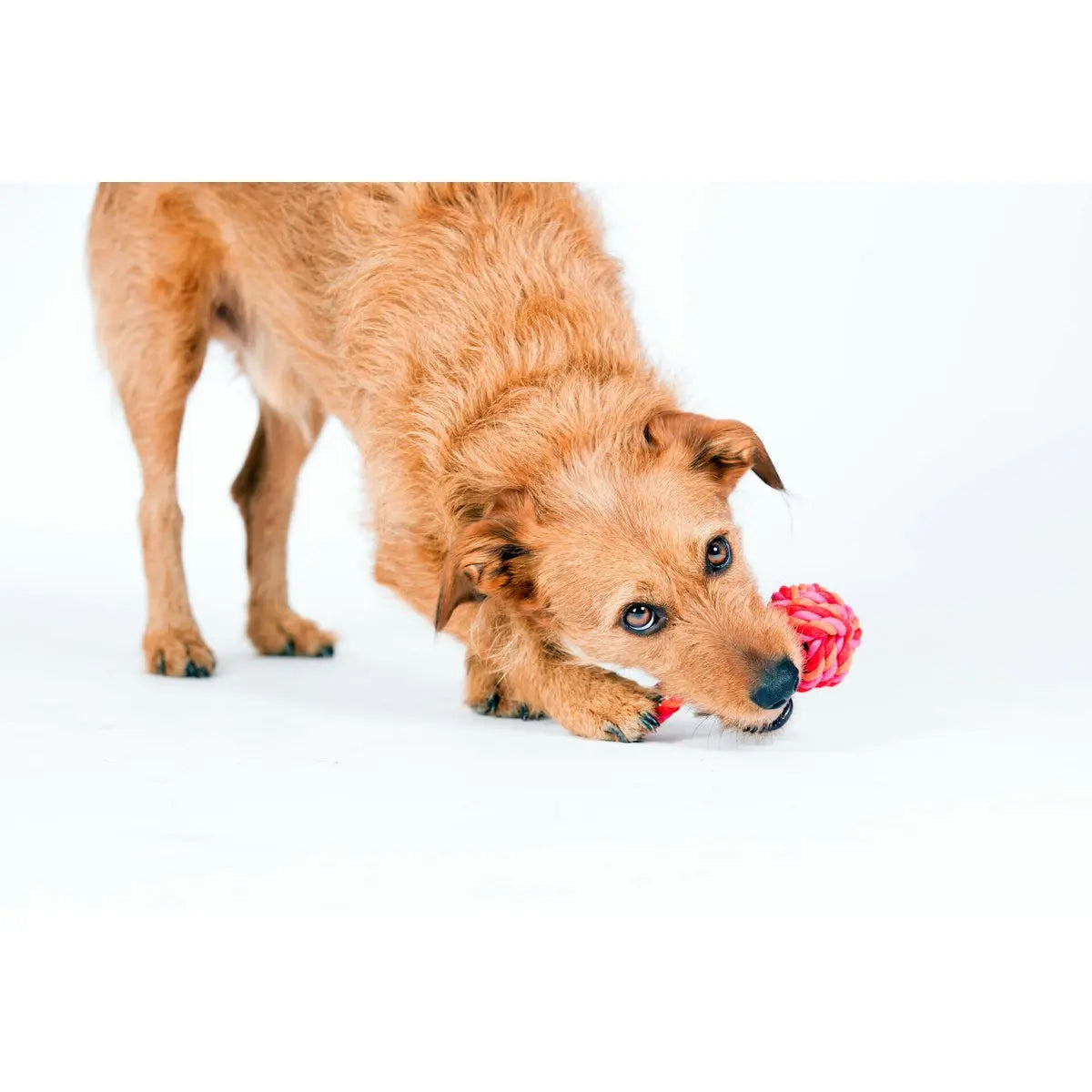 Mini Schleuderball - Kult-Spielzeug für Hunde LABONI