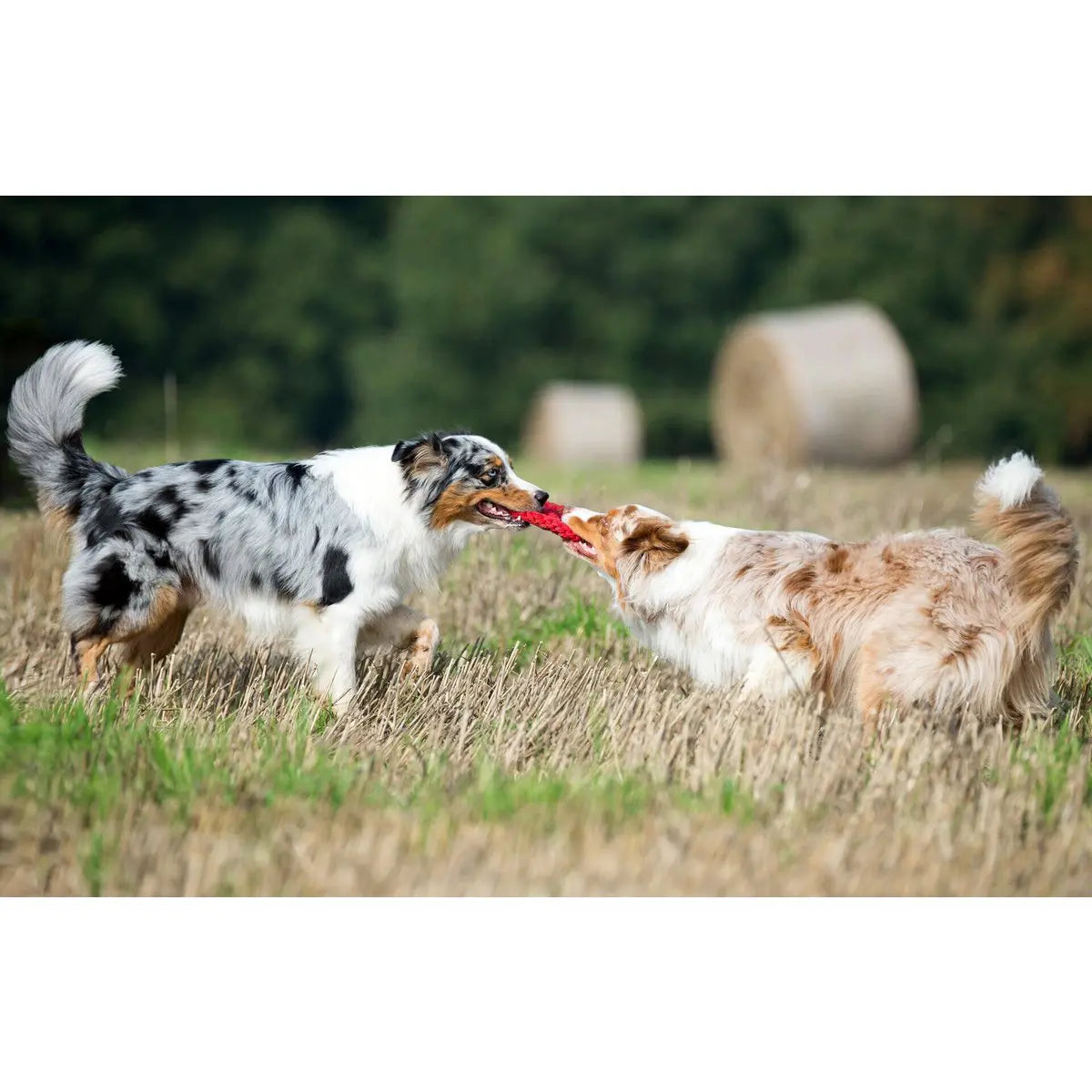Paulchen Peace - Kult-Spielzeug für Hunde LABONI
