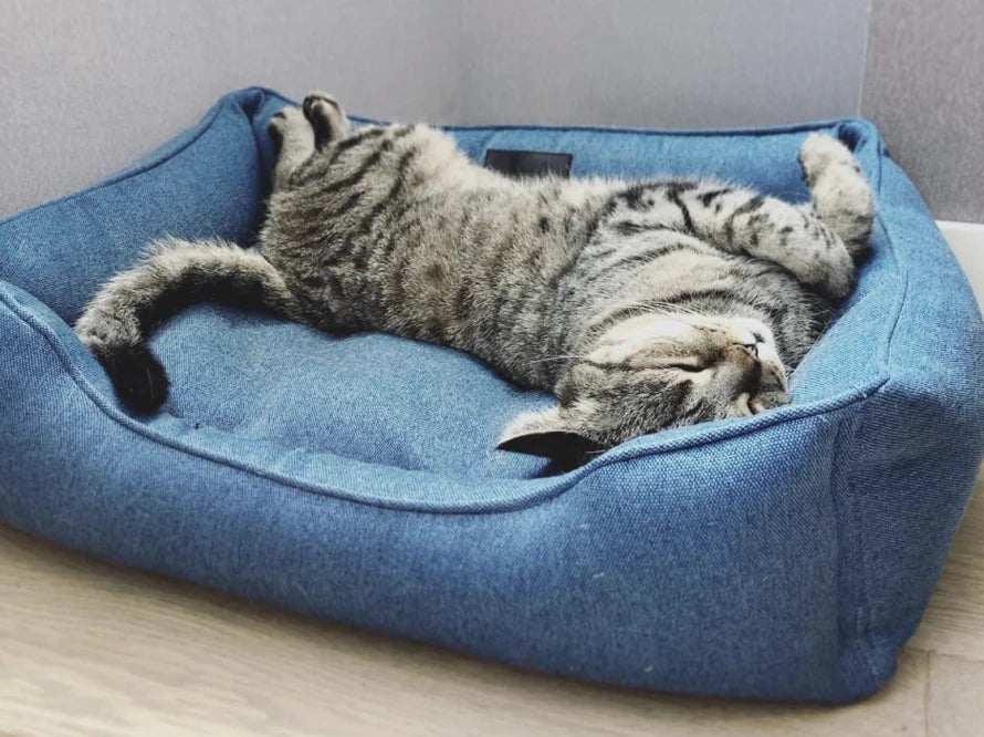 DREAMER Katzenbett aus Strukturgewebe mit Handwerklich / Höchste Funktionalität HARLEY & CHO