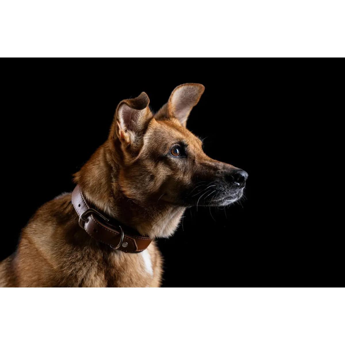 AMICI Cognac - Stilvolles Nappa-Halsband für modebewusste Hundefreunde LABONI