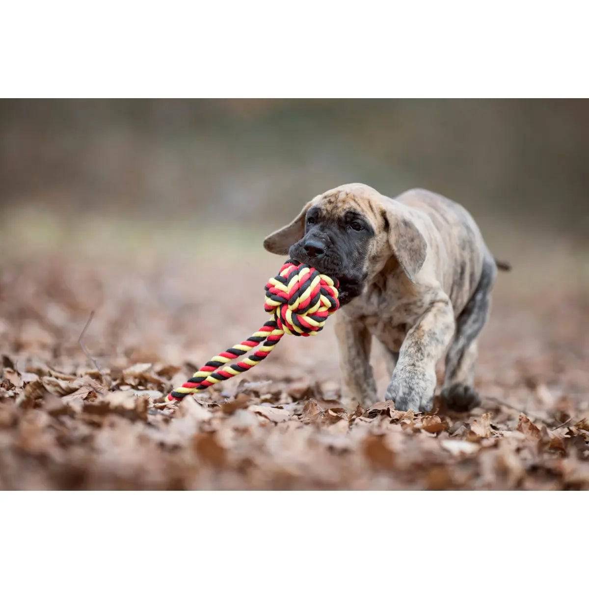 National Schleuderball - Kult-Spielzeug für Hunde LABONI