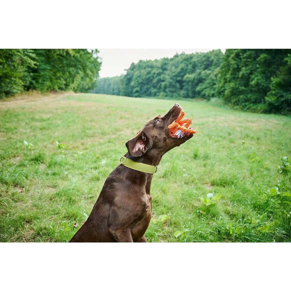 Thaddäus Tintenfisch - Kult-Spielzeug für Hunde LABONI