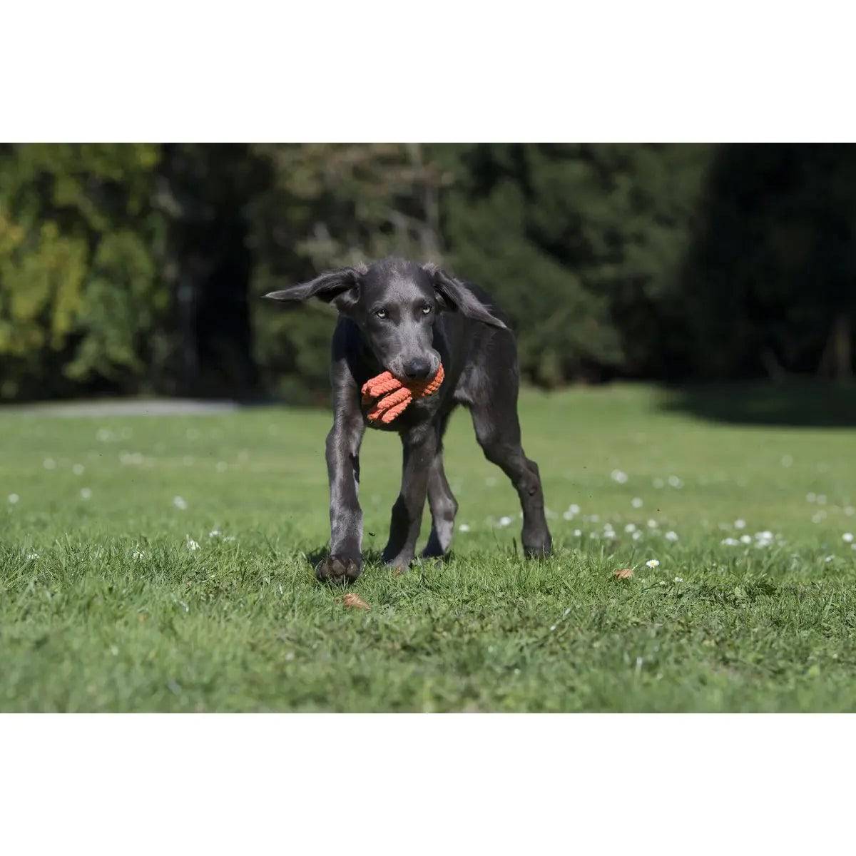 Thaddäus Tintenfisch - Kult-Spielzeug für Hunde LABONI