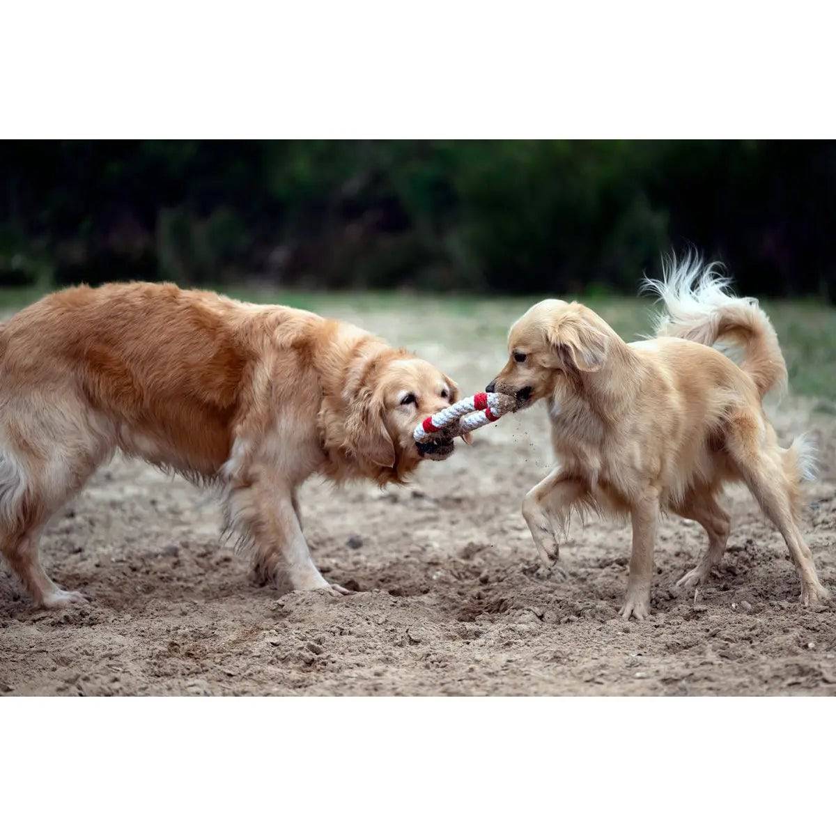 Rita Rettungsring - Kult-Spielzeug für Hunde LABONI