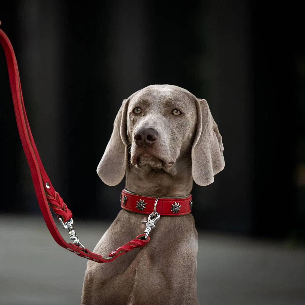 EDELWEISS - Elegantes Hundehalsband mit stilvollen Applikationen LABONI