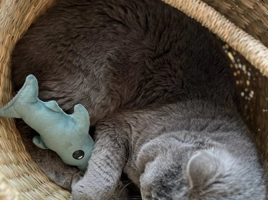 BABY SHARK Katzenspielzeug / interaktives Plüschtier / sanftes Rascheln HARLEY & CHO