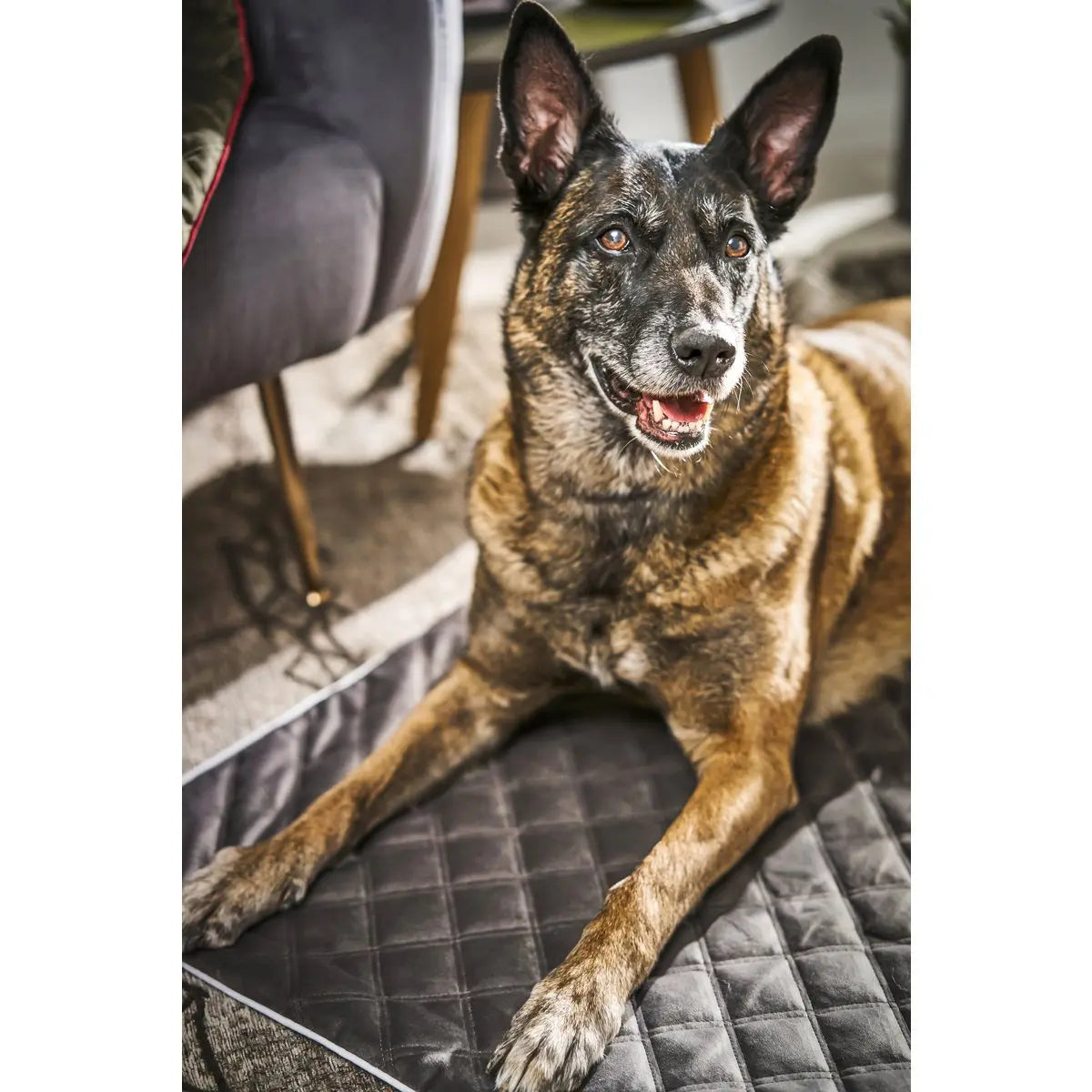 Decke OXFORD Stone - strapazierfähige Hundedecke in edler Samtoptik LABONI