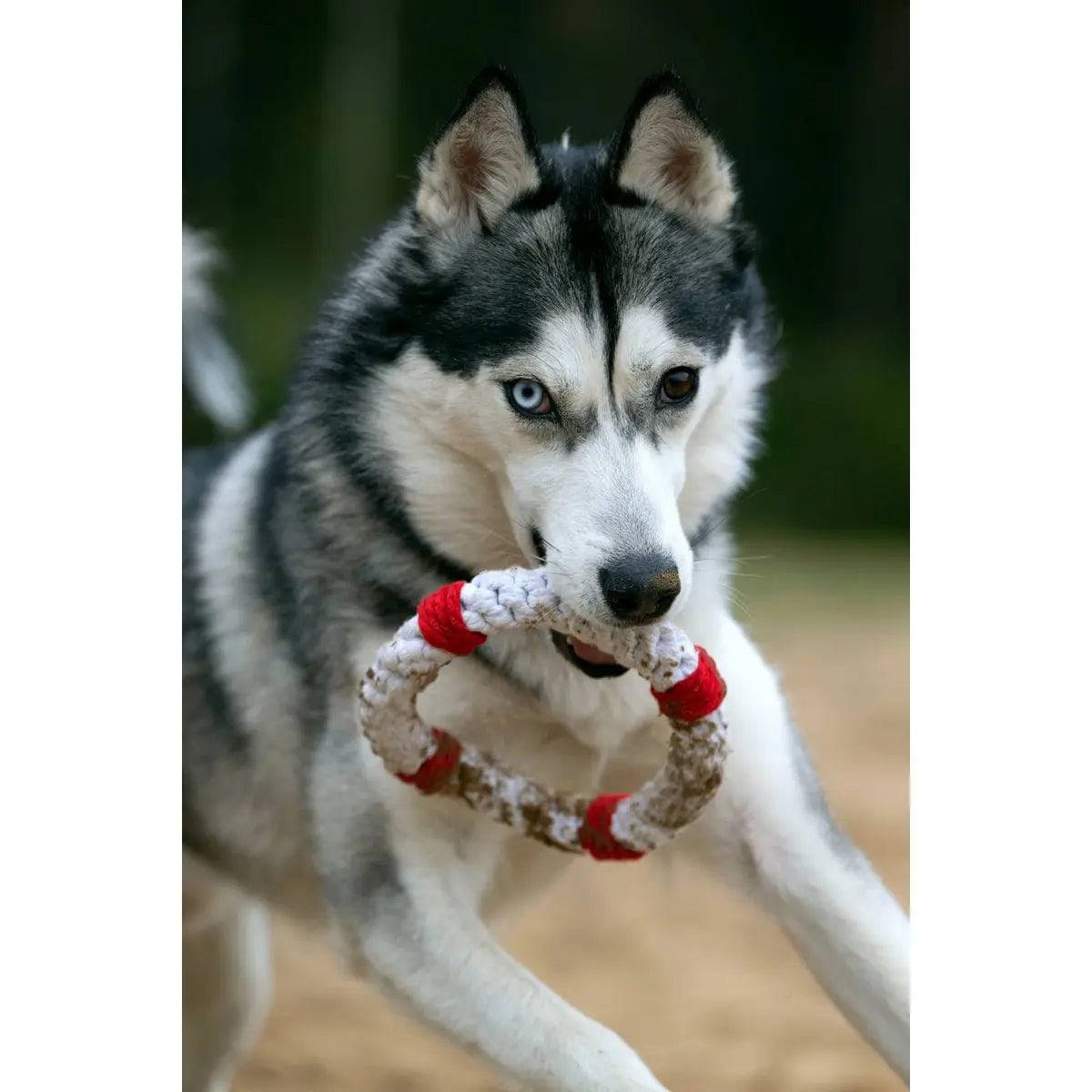 Rita Rettungsring - Kult-Spielzeug für Hunde LABONI