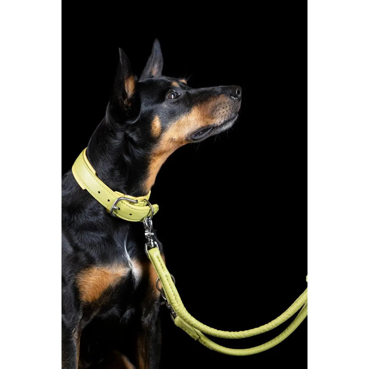 AMICI Lemon - Elegante Rundleine für modebewusste Hundefreunde LABONI