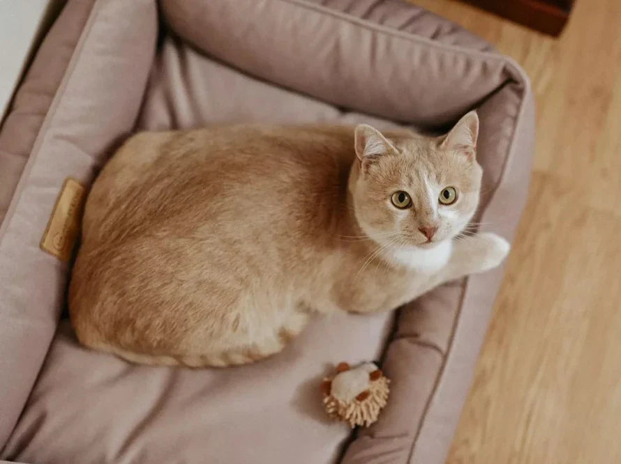 DREAMER Katzenbett aus Möbelvelours mit Handwerklich/ Höchste Funktionalität HARLEY & CHO