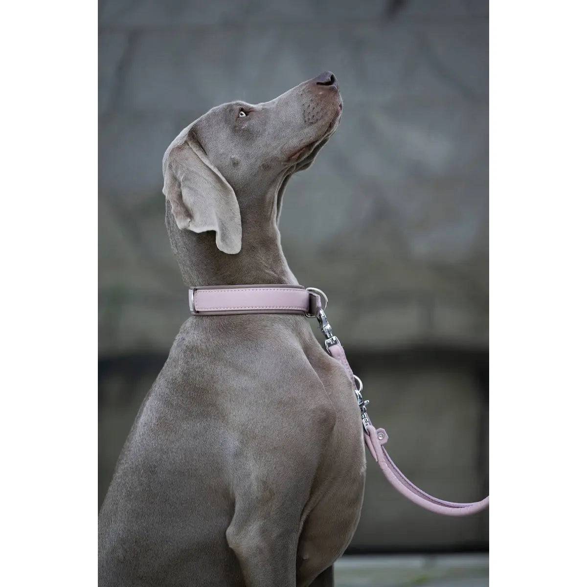 AMICI ROSE - Stilvolles Nappa-Halsband für modebewusste Hundefreunde LABONI