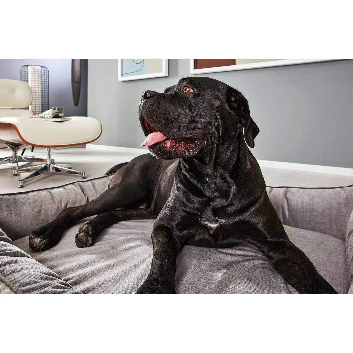 ORTHO Hundebett - GLAM SILVER LABONI