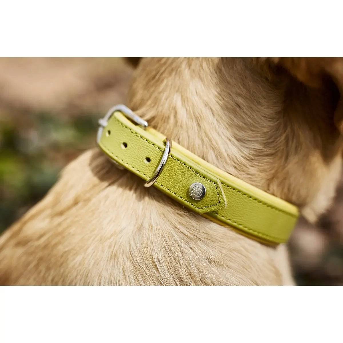 AMICI Lemon - Stilvolles Nappa-Halsband für modebewusste Hundefreunde LABONI