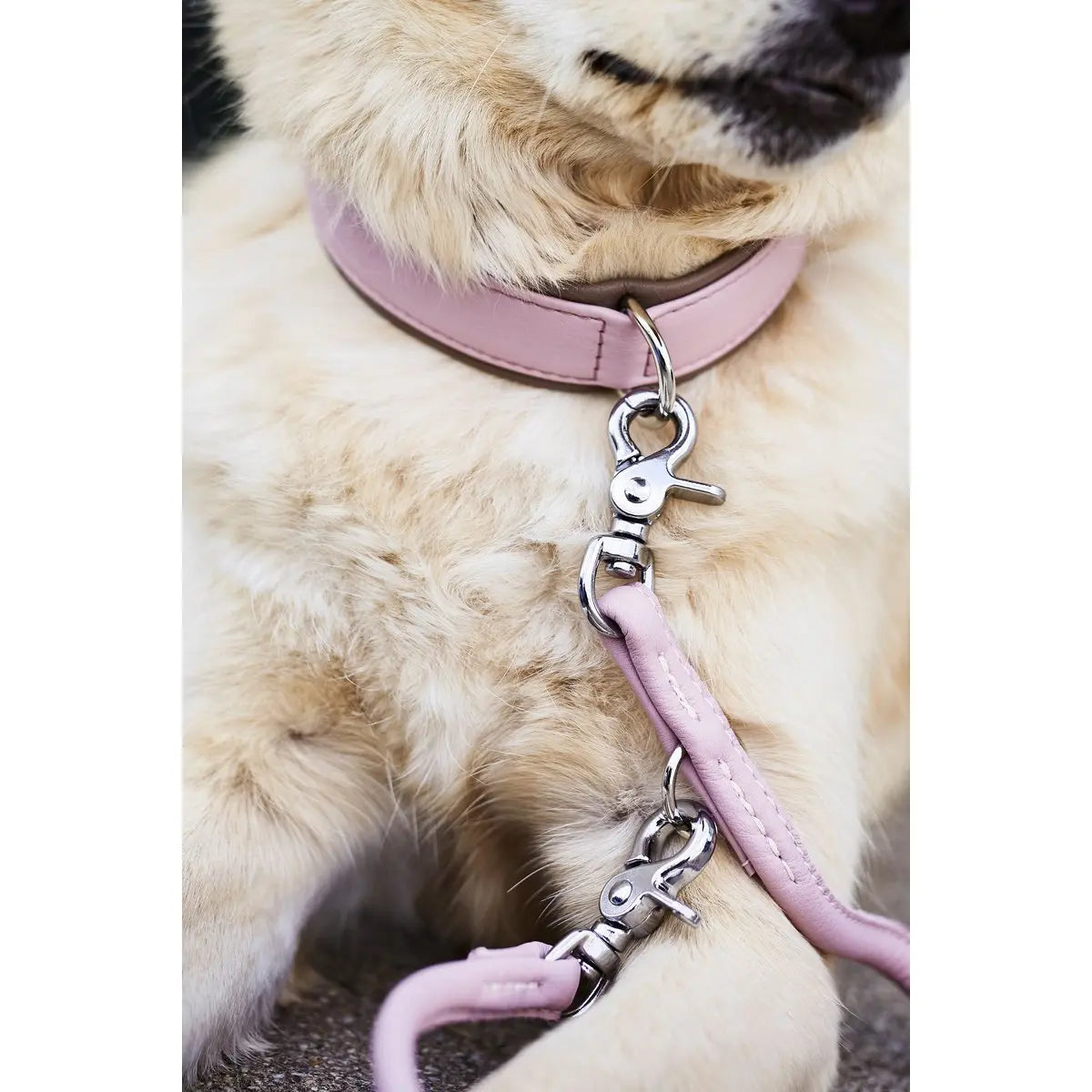 AMICI Rose - Elegante Rundleine für modebewusste Hundefreunde LABONI