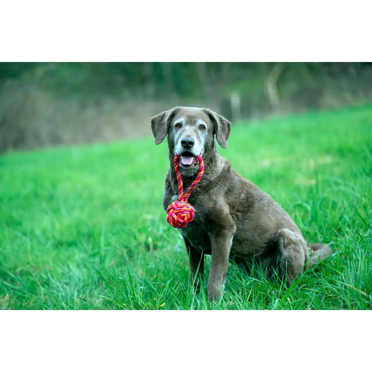 Maxi Schleuderball - Kult-Spielzeug für Hunde LABONI