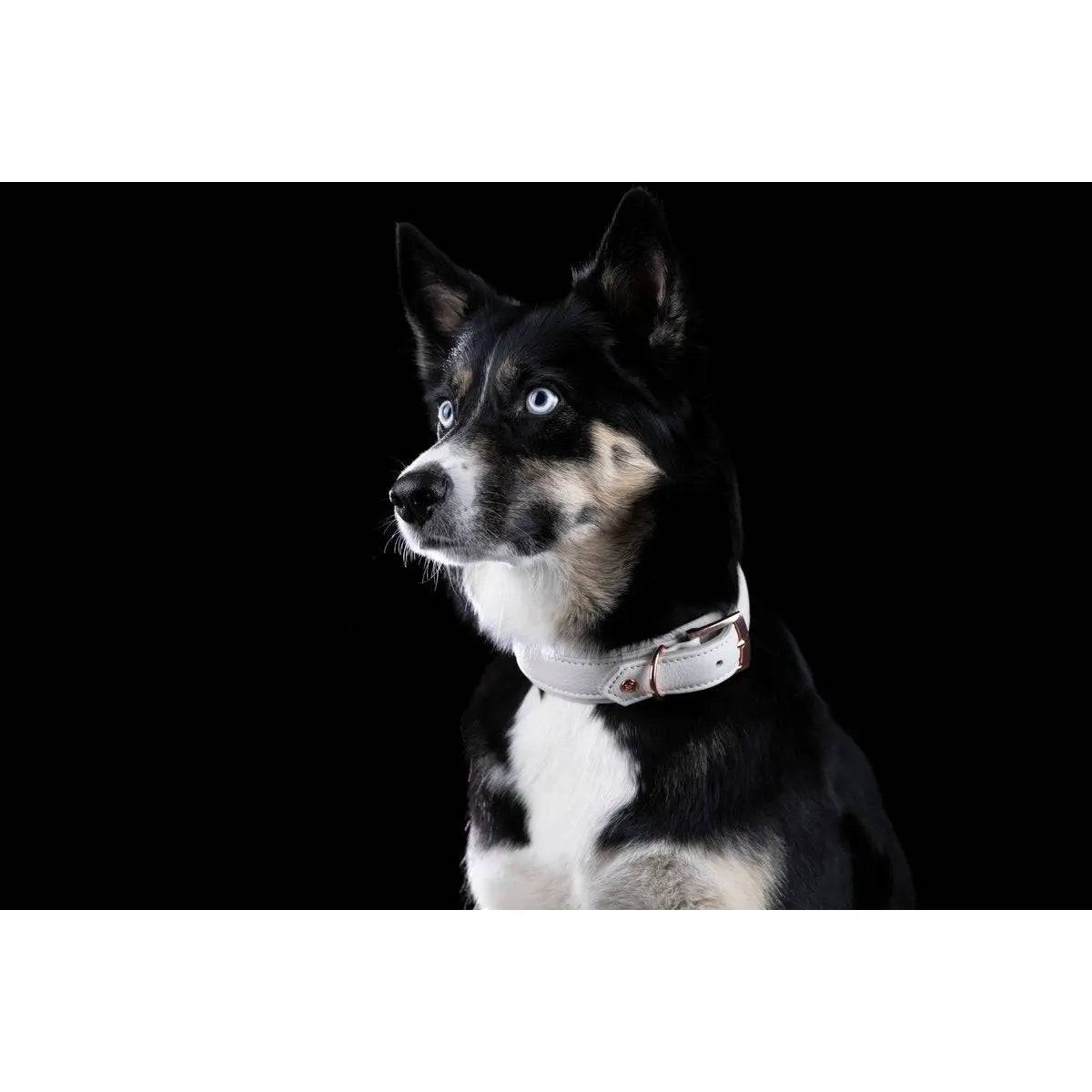 AMICI Dog Collar Light Grey LABONI