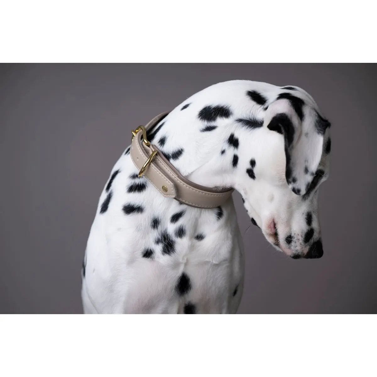 AMICI IVORY - Stilvolles Nappa-Halsband für modebewusste Hundefreunde LABONI