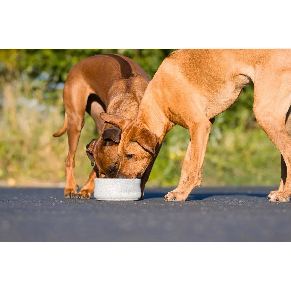 ROCKY - Edel-Napf für Hund und Katze LABONI