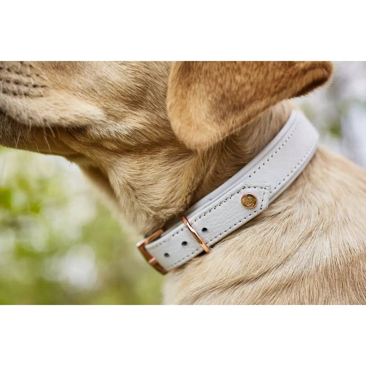 AMICI Dog Collar Light Grey LABONI