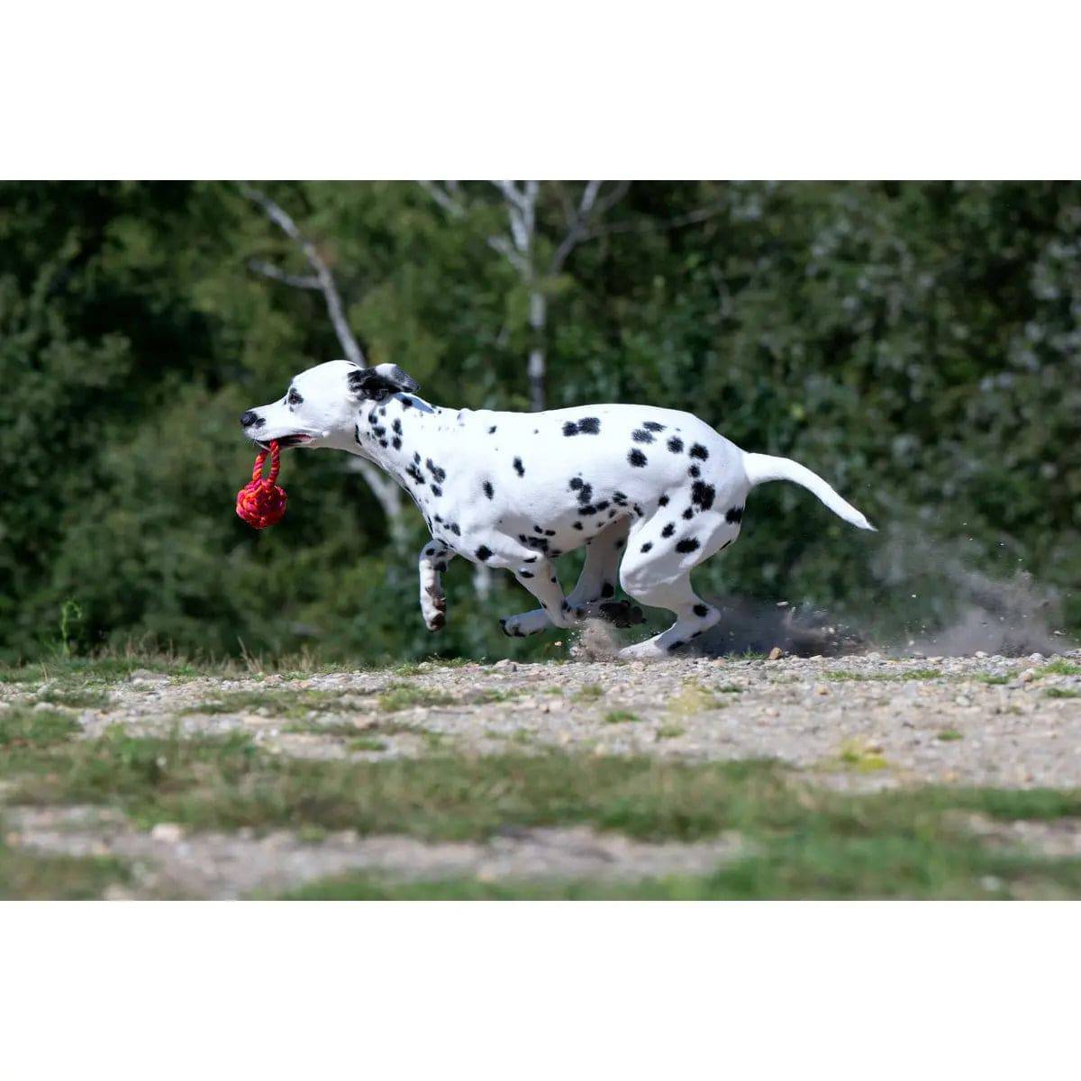 Maxi Schleuderball - Kult-Spielzeug für Hunde LABONI