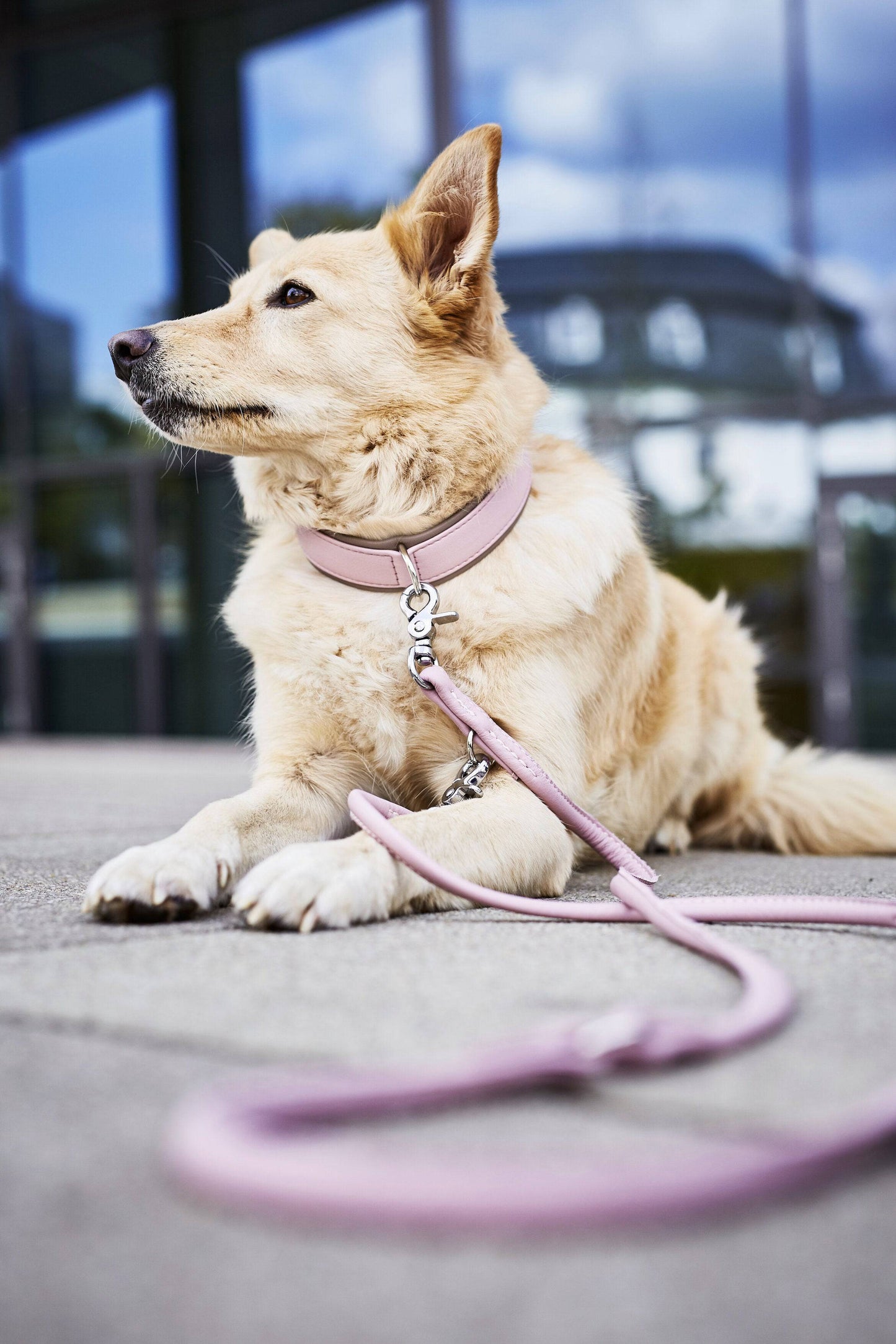 AMICI - Halsband-Leinen-Bundle in Rose Pawdora