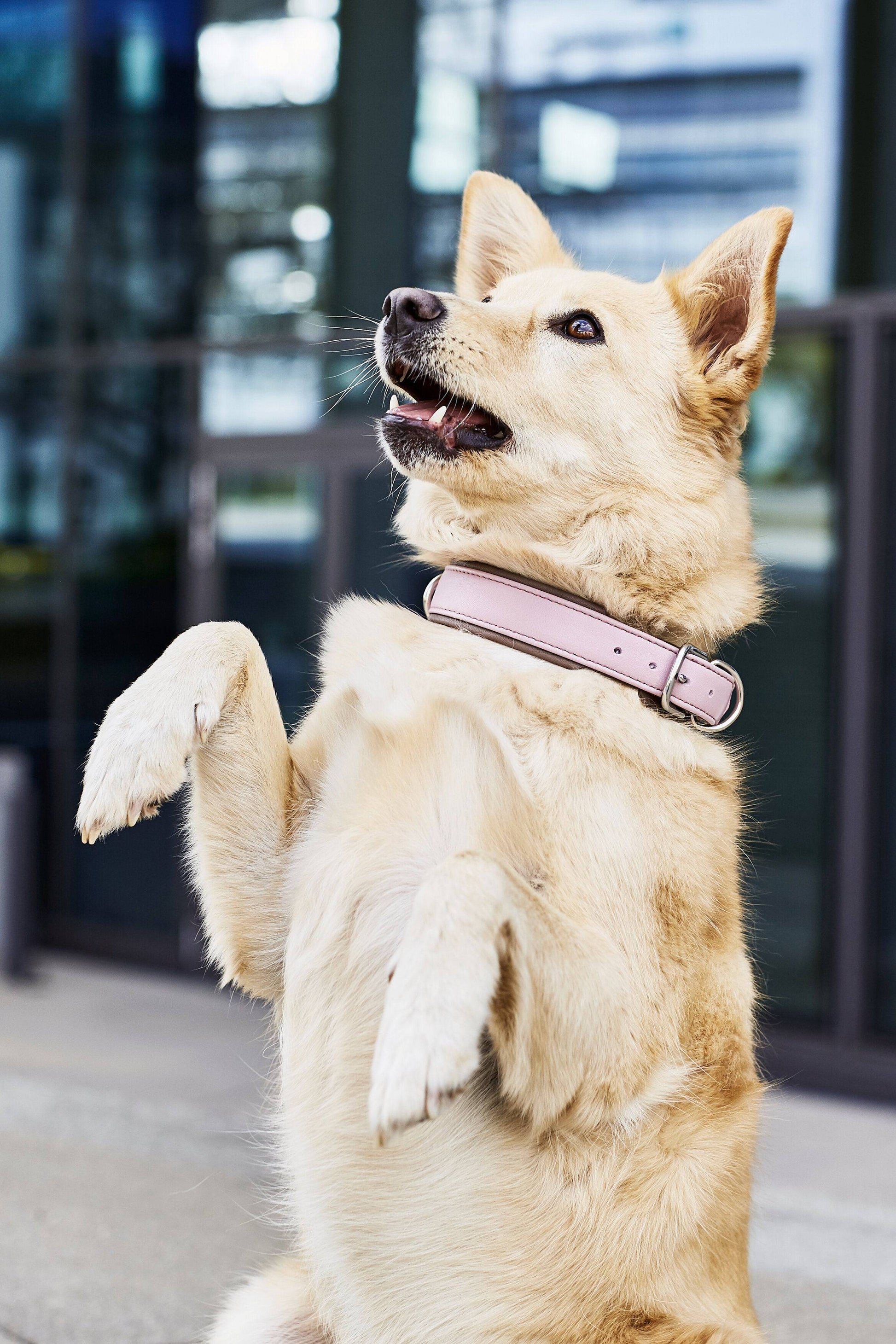 AMICI - Halsband-Leinen-Bundle in Rose Pawdora