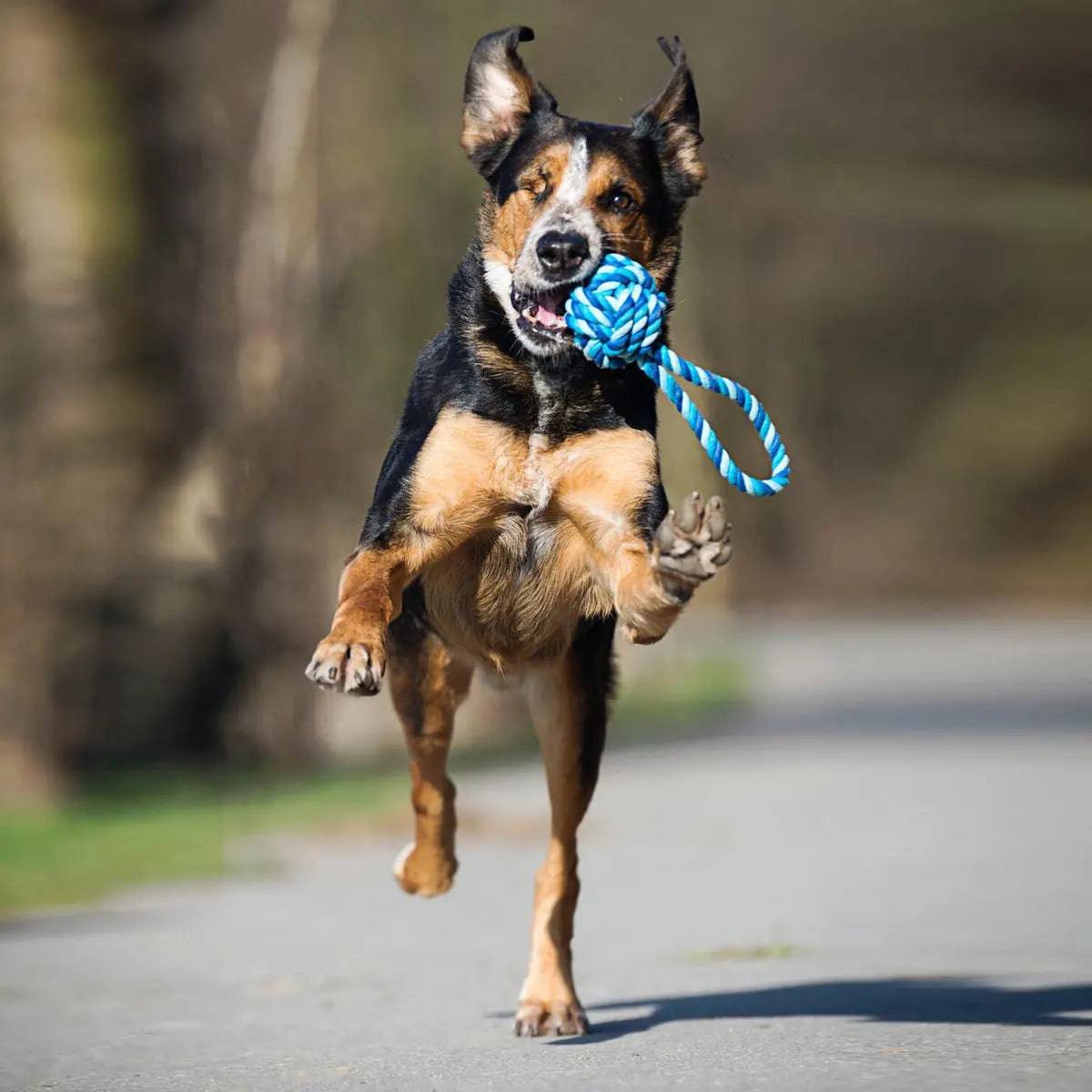 Maxi Schleuderball - Kult-Spielzeug für Hunde LABONI