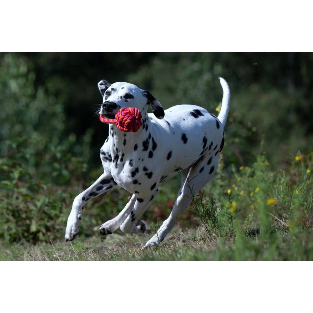 Maxi Schleuderball - Kult-Spielzeug für Hunde LABONI