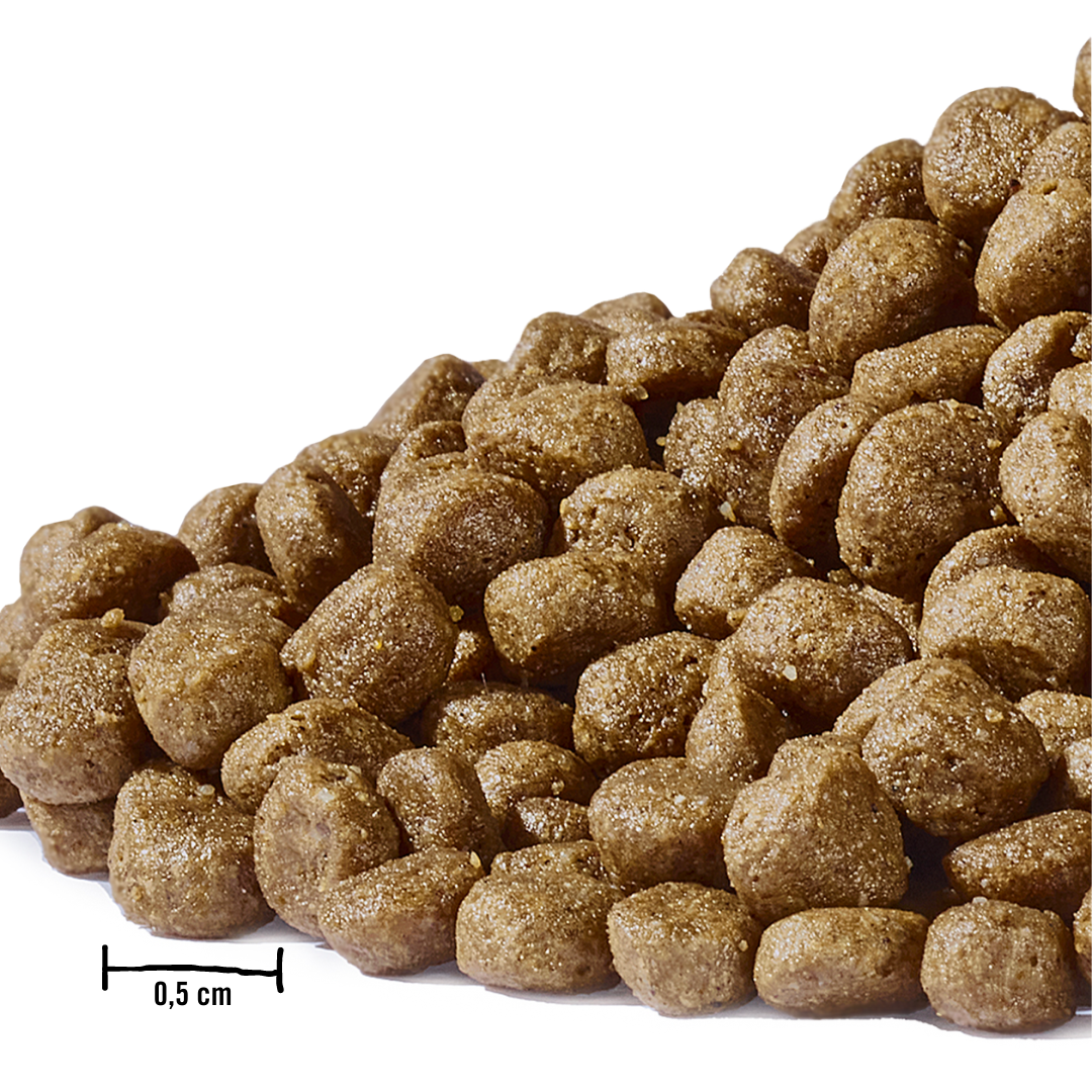 Dogs’n Tiger Junior Premium Katzenfutter, Flitzpiepe, Kitten Trockenfutter, Getreidefrei, Lachs & Truthahn Dogs'n Tiger