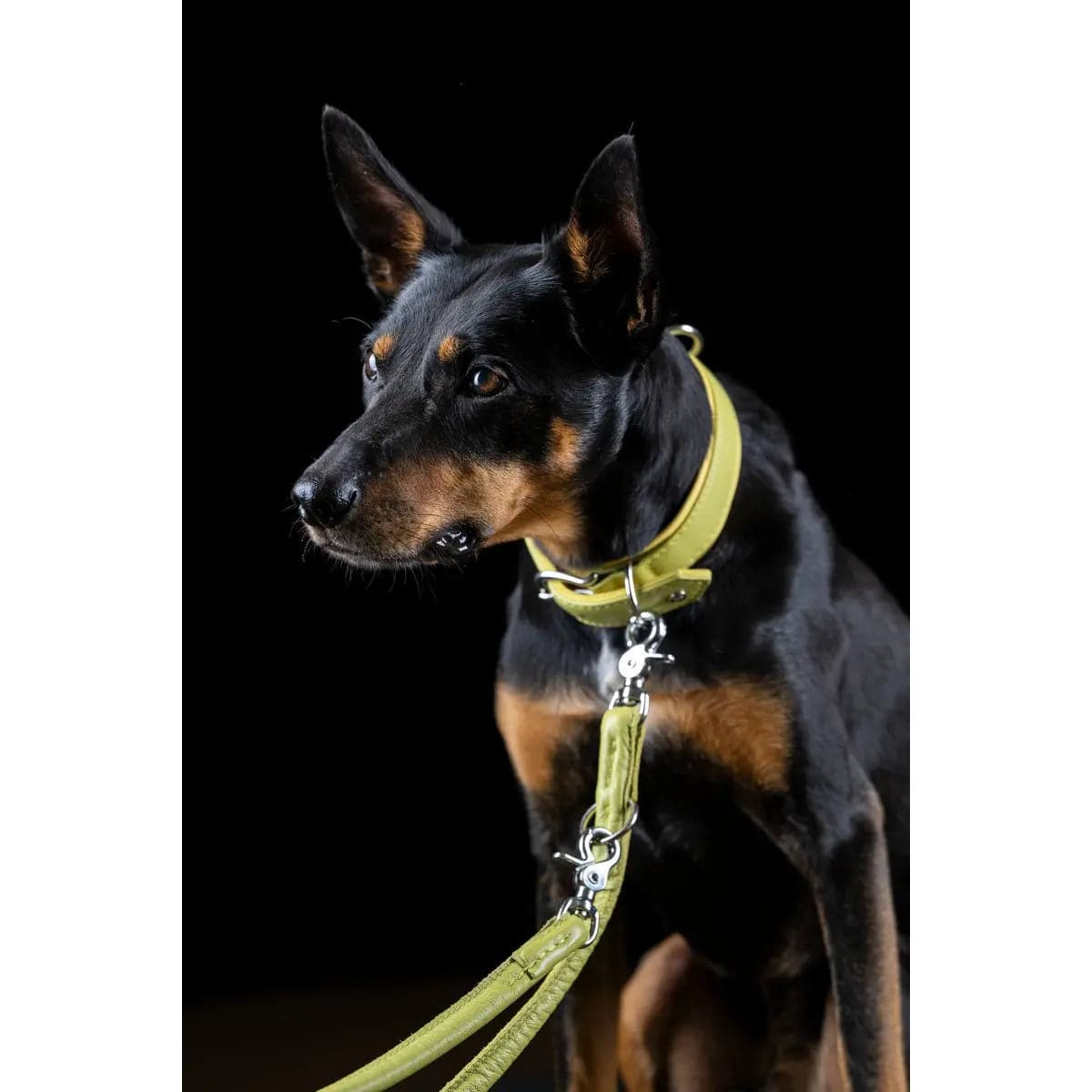 AMICI Lemon - Elegante Rundleine für modebewusste Hundefreunde LABONI