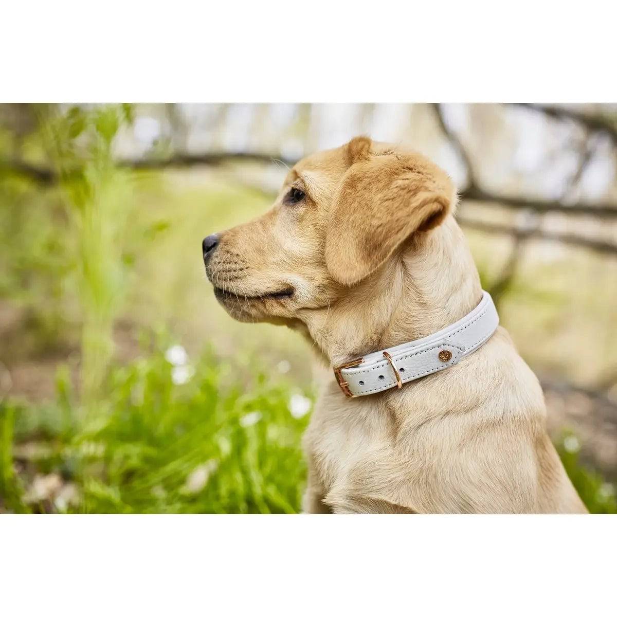 AMICI Dog Collar Light Grey LABONI