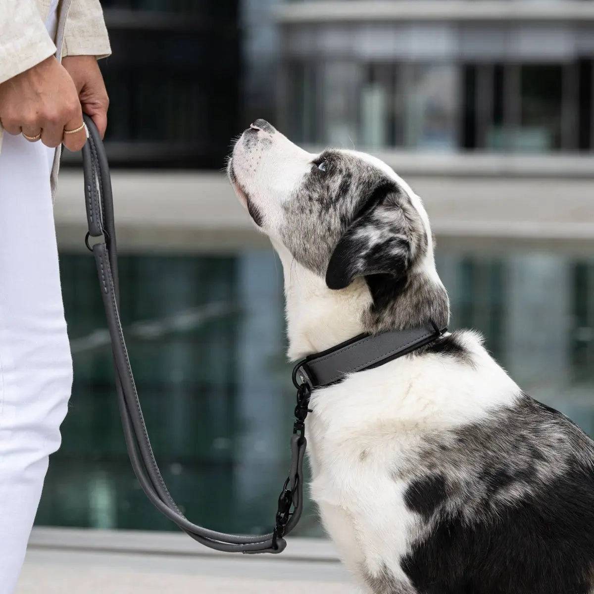 AMICI Anthrazit - Elegante Rundleine für modebewusste Hundefreunde LABONI