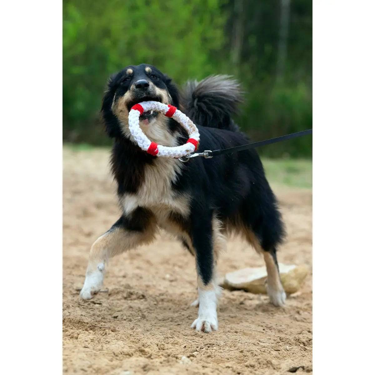 Rita Rettungsring - Kult-Spielzeug für Hunde LABONI