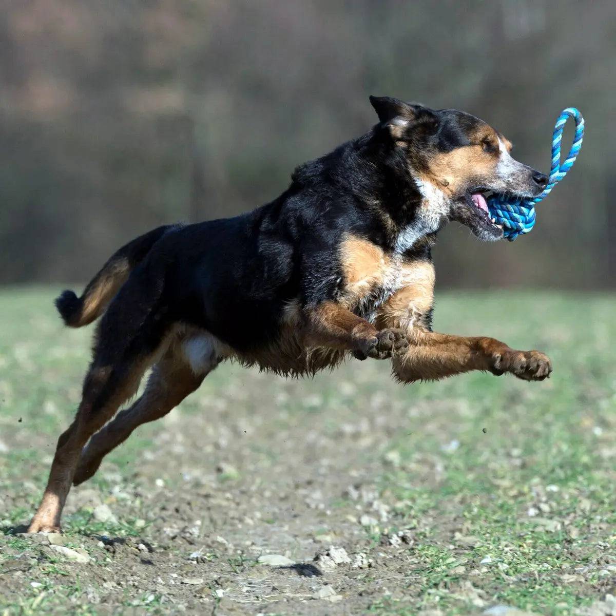 Maxi Schleuderball - Kult-Spielzeug für Hunde LABONI