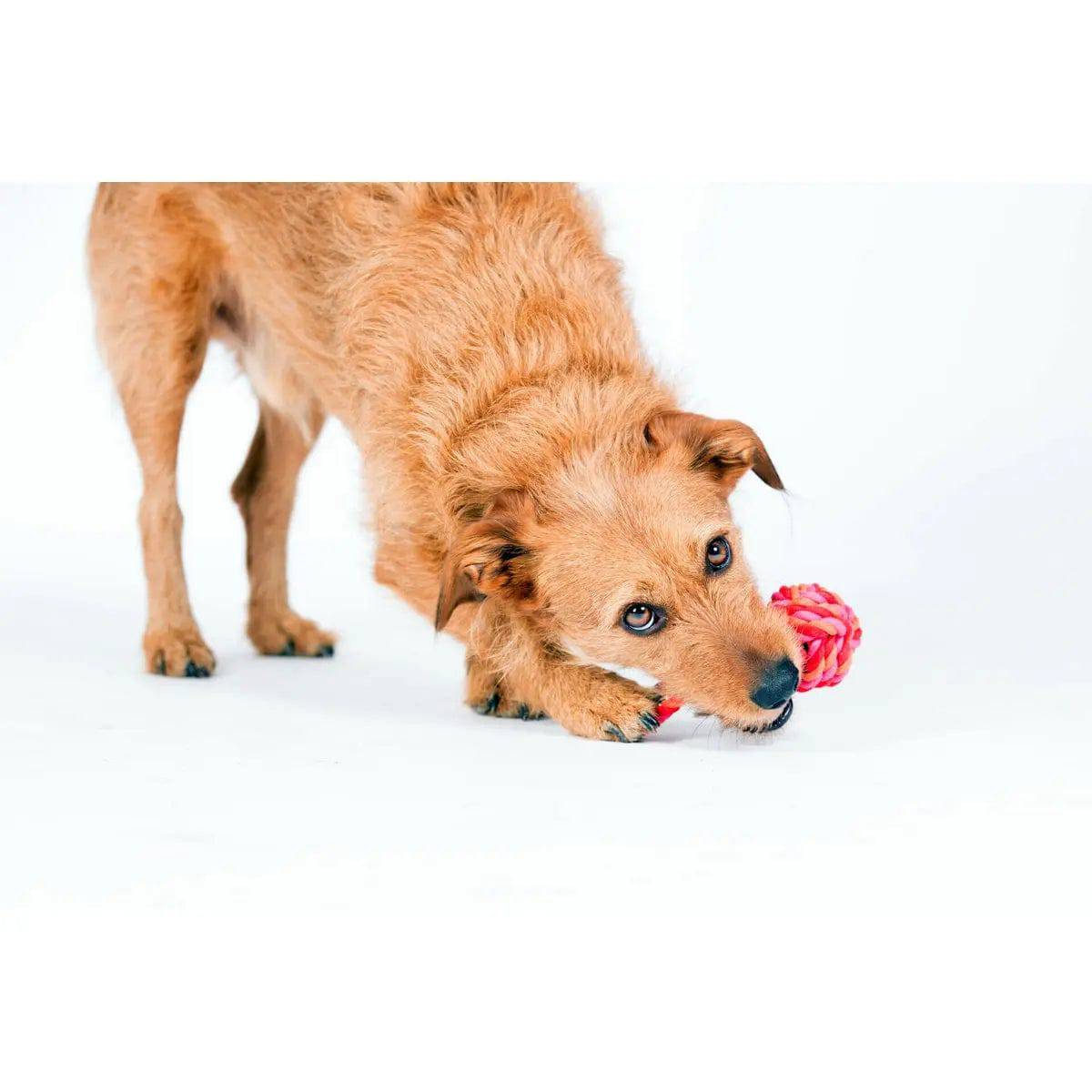 Mini Schleuderball - Kult-Spielzeug für Hunde LABONI