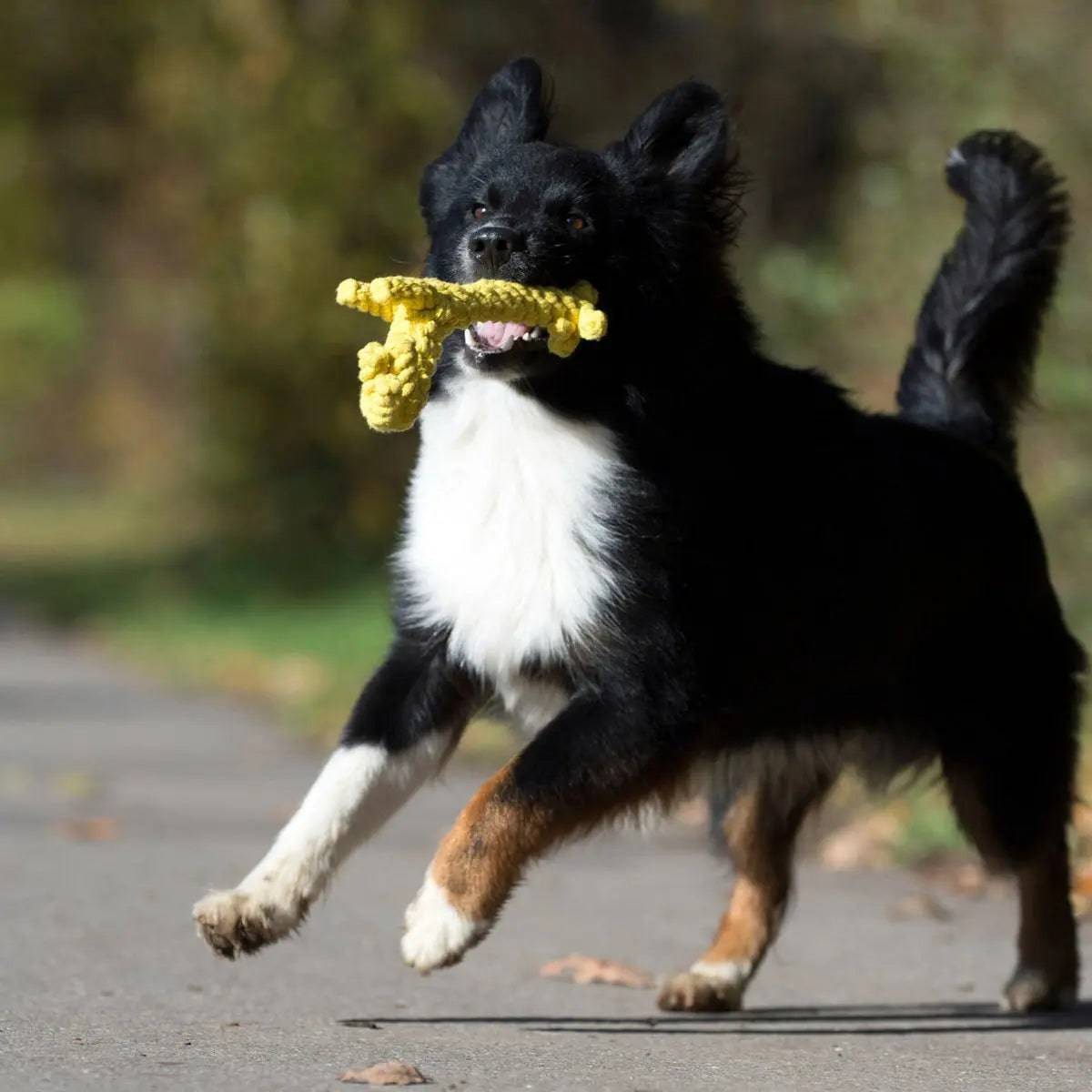 Wild Life - Spielzeug-Set für Hunde LABONI