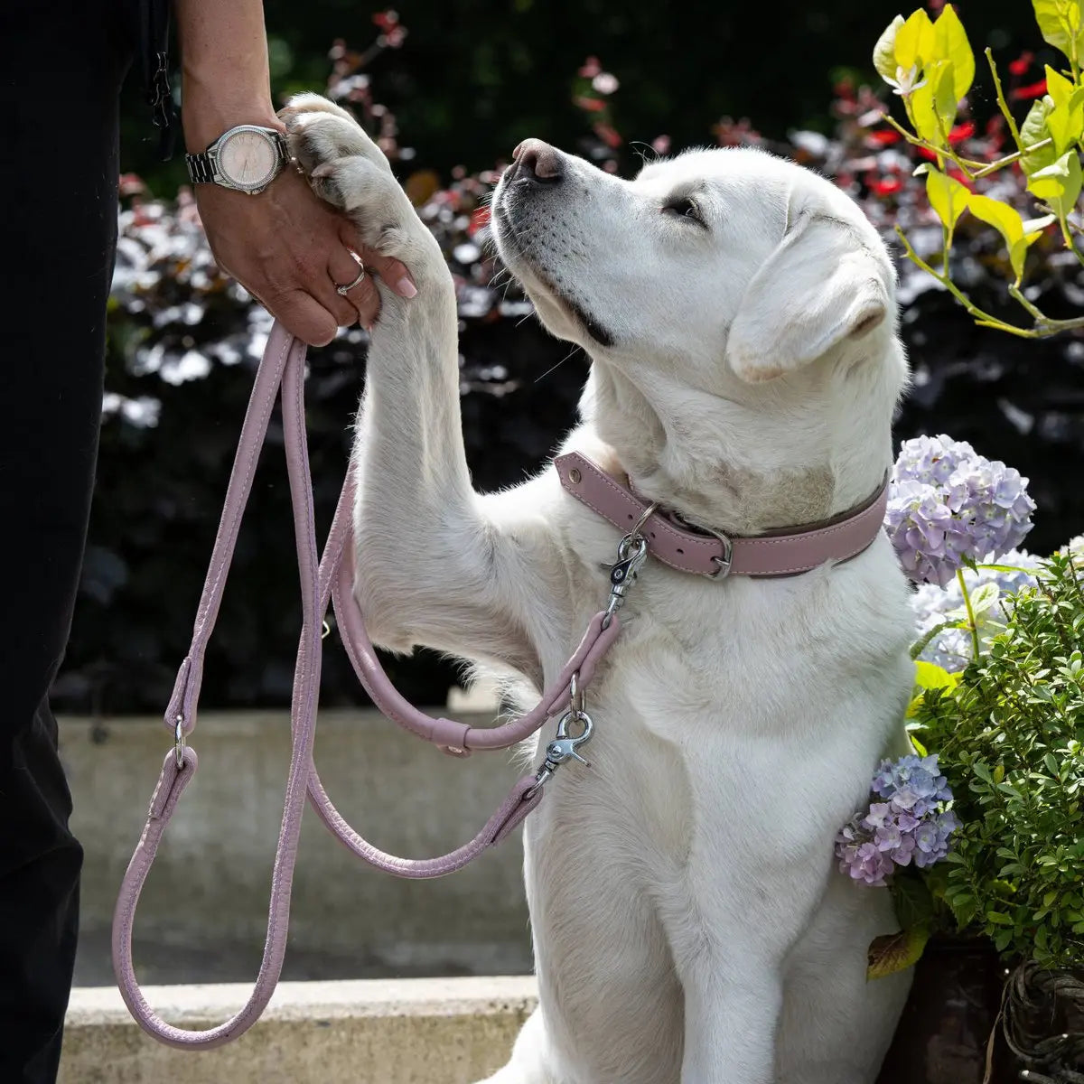 AMICI Rose - Elegante Rundleine für modebewusste Hundefreunde LABONI