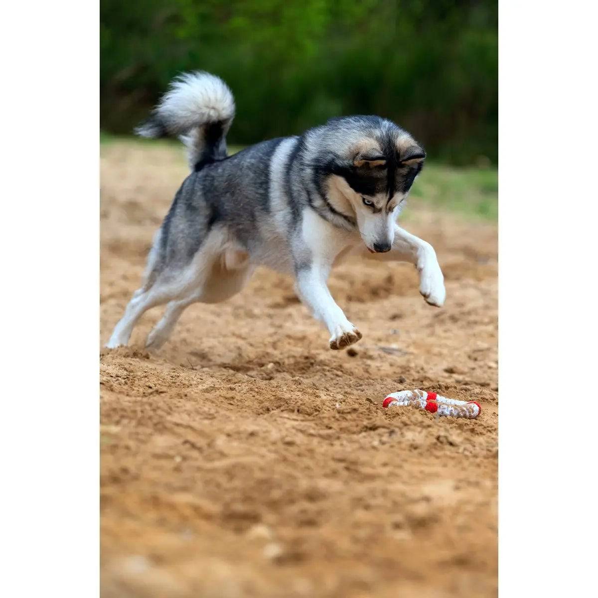 Rita Rettungsring - Kult-Spielzeug für Hunde LABONI