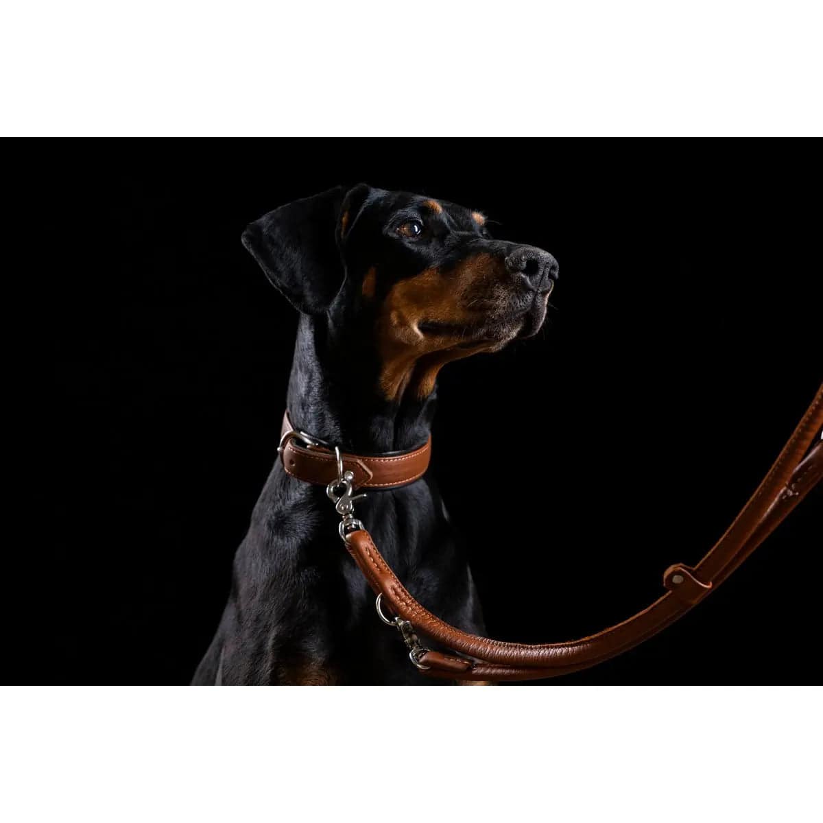 AMICI Cognac - Stilvolles Nappa-Halsband für modebewusste Hundefreunde LABONI