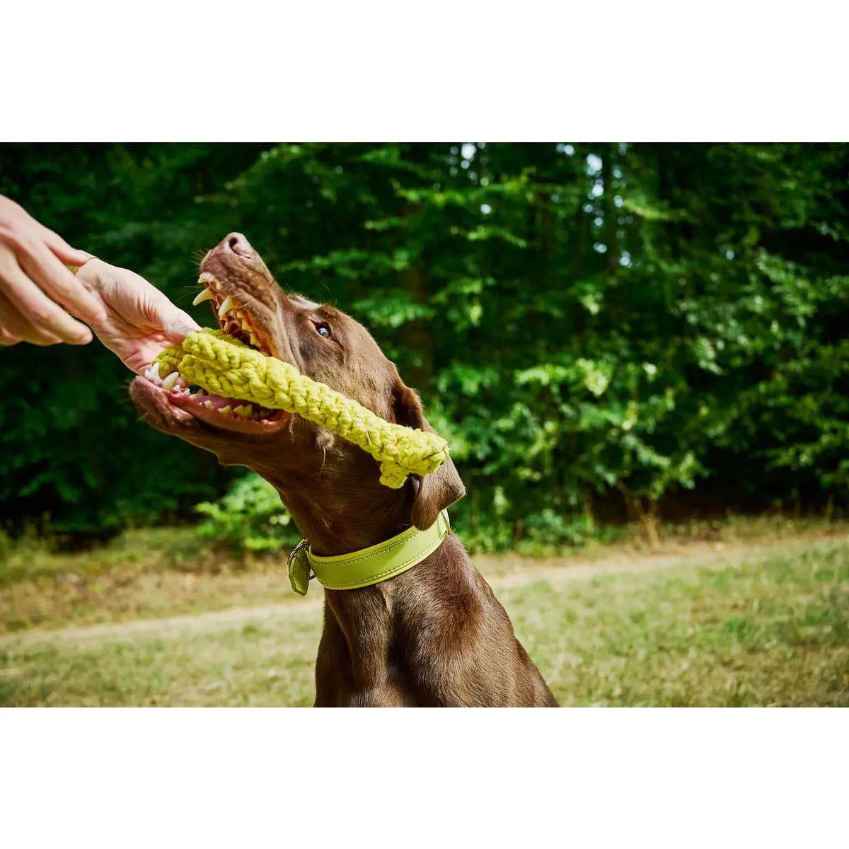 Wild Life - Spielzeug-Set für Hunde LABONI